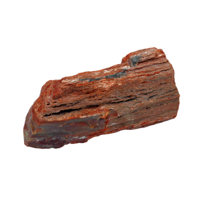 Versteinertes Holz