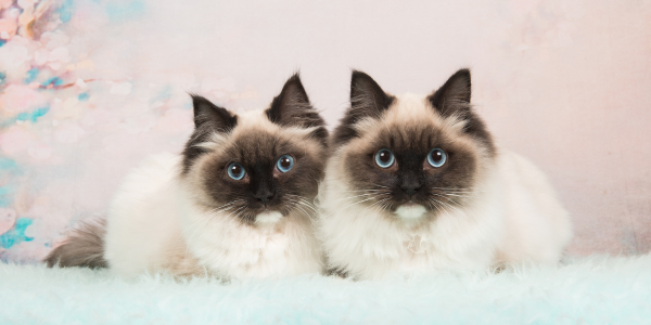 Jahreshoroskop für den Zwilling 2026