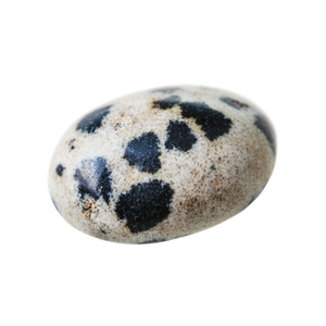 Dalmatiner Jaspis