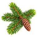 Fichtennadel sibirisch