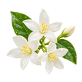 Jasmin