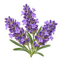 Lavendel fein
