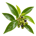 Litsea