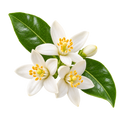 Neroli