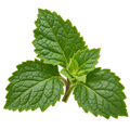 Patchouli