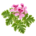 Rosengeranie