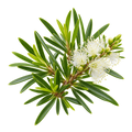 Teebaum