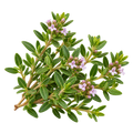 Thymian Thymol