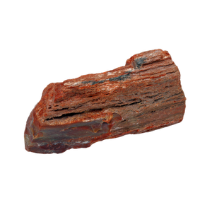 Versteinertes Holz