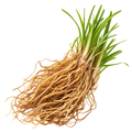 Vetiver