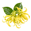 Ylang-Ylang