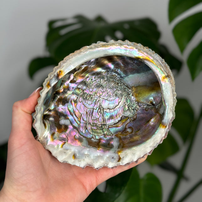 Abalone Muschel