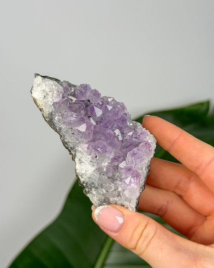 Amethyst Stufen/Cluster - Midi (20-50€)