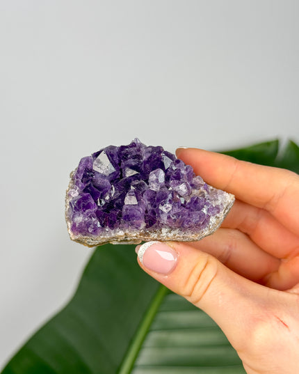 Amethyst Stufen/Cluster - Midi (20-50€)