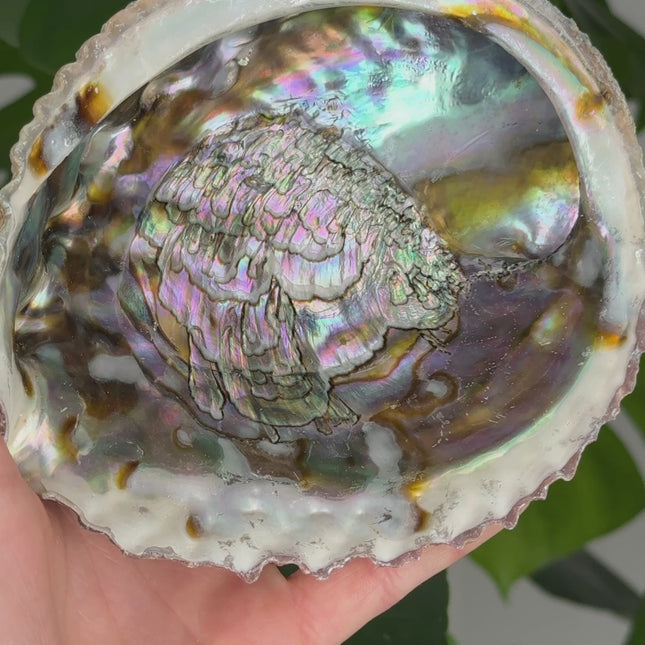 Abalone Muschel