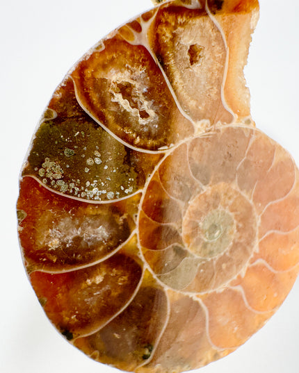 Ammonit - vergoldet - Nr. 1