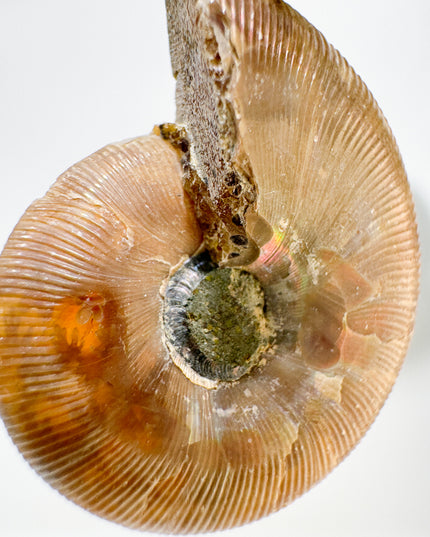 Ammonit - silber - Nr. 1